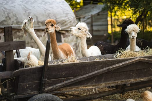Cute happy baby alpacas eating hay and grass from wooden cart on livestock farm