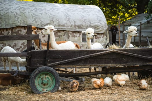 Cute scene of rustic livestock farm, alpacas eating hay from wooden cart, chickens looking for food on ground