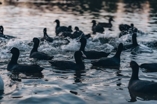 Black ducks swim in dark blue water of lake or river at peaceful sunset dusk