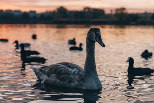 Beautiful elegant swan and ducks swim in water of sunset lake with peaceful evening sky reflection