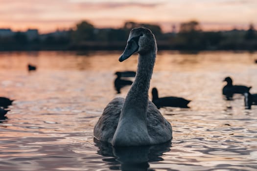 Beautiful elegant swan looking at camera, swimming in water of sunset lake