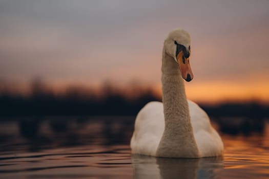 White graceful single swan in sunset lake, idyllic scene with beautiful bird