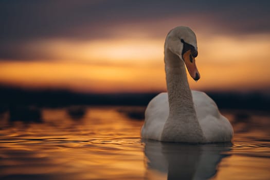 White graceful swan swimming at night water with gold sunset reflection