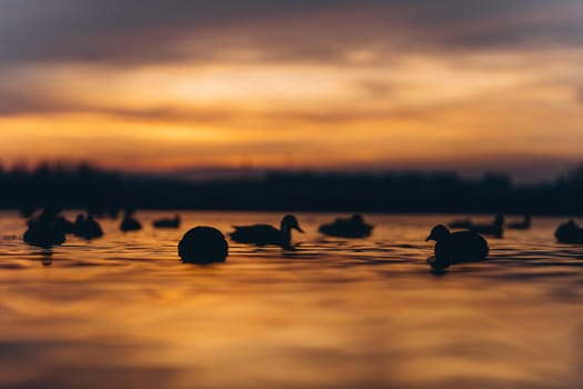 Dark silhouettes of birds on lake or river water with golden sunset reflection