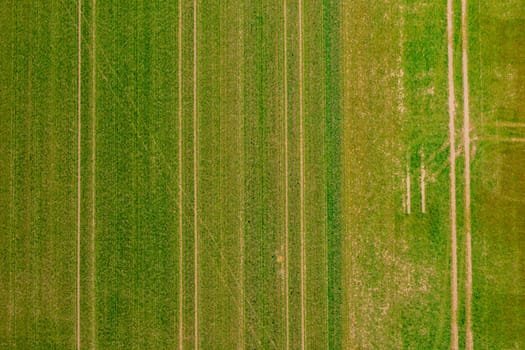 Tractor tracks in a green field in spring directly from above from a drone perspective
