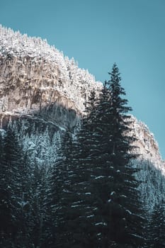 High snowy pine trees on scenic mountain, beautiful scenery of Low Tatras, Slovakia