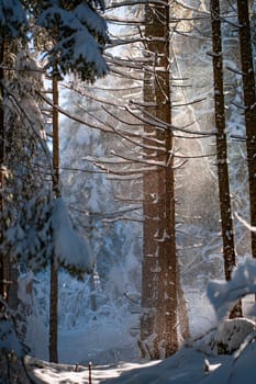 Winter wonderland in snowy forest, snowfall and pine trees covered with snowdrifts and ice