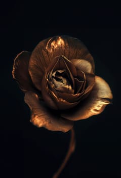 Luxurious Brown Flower with a Dark Background, Exquisite Floral Art Photography.