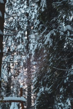 Falling snowflakes of snowfall in sunbeam, winter wonderland in European forest