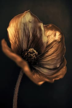Luxurious Brown Flower with a Dark Background, Exquisite Floral Art Photography.