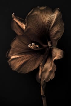 Sensual Chocolate Anemone Flower, Intimate and Dark Botanical Artwork