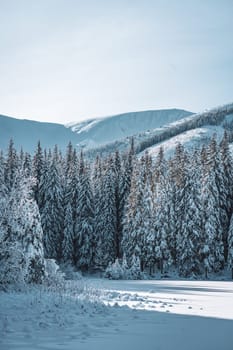 Winter landscape with pine forest and mountains, snowy lake or field with snowdrifts, Low Tatras in Slovakia