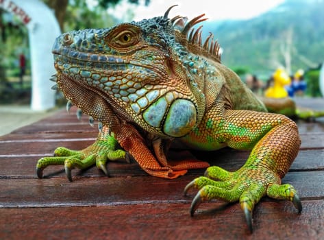 Green iguana (Iguana iguana) on a wooden table.