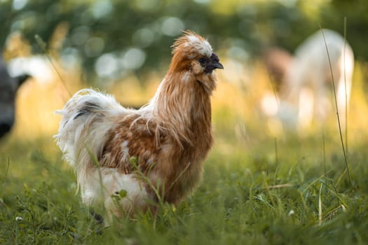 Rare breed of fluffy silky chicken walking on green summer grass of alpaca eco farm