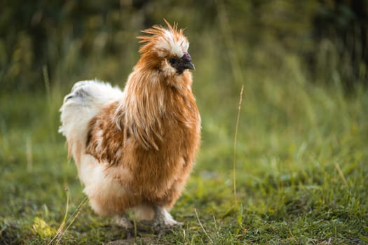 Portrait of rare breed of fluffy chicken, silky hen on green grass of spring or summer meadow