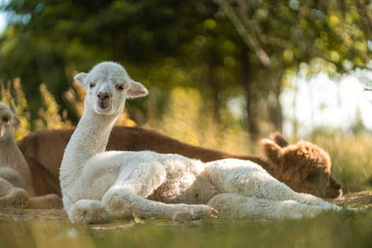 Cute baby white and brown friendly alpaca friends lying on green grass together