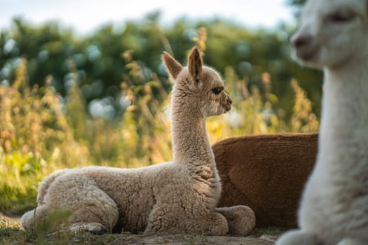 Cute baby friendly alpaca friends on funny portrait together, alpaca farm