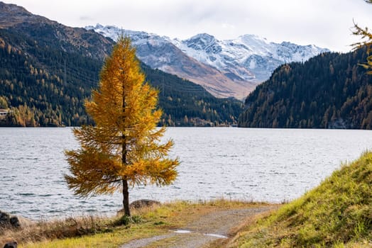 A lonely larch at lake Marmorera in the Swiss alps