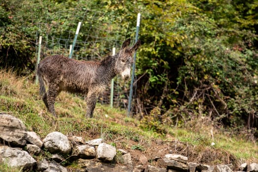 A donkey in the mountainous wilderness of lake Como, Italy