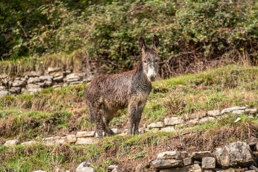 A donkey in the mountainous wilderness of lake Como, Italy