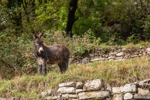 A donkey in the mountainous wilderness of lake Como, Italy