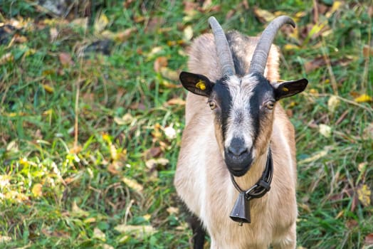 Goats grazing in the mountainous wilderness of lake Como, Italy