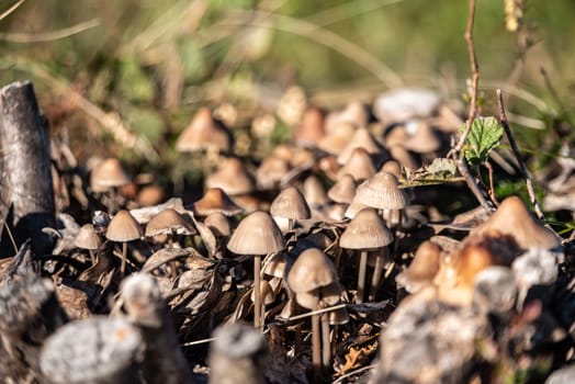 Wood mushrooms in the mountains at lake Como, Italy