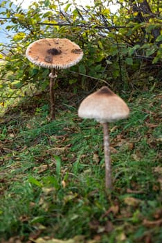 Giant mushrooms in the mountains at lake Como, Italy