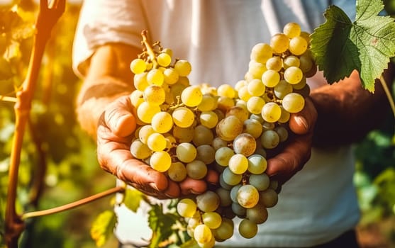 Embrace the essence of farming and natural goodness as senior hands lovingly hold bunch of grapes at home. A wholesome concept capturing the beauty of nature and fresh fruits.