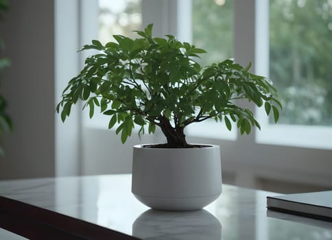 A serene indoor setting, showcasing a potted plant placed on a table near a window. The natural light from the window illuminates the scene, creating a calm and peaceful atmosphere.