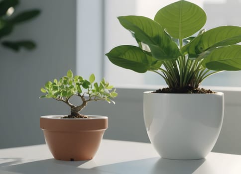 A serene indoor setting, showcasing a potted plant placed on a table near a window. The natural light from the window illuminates the scene, creating a calm and peaceful atmosphere.