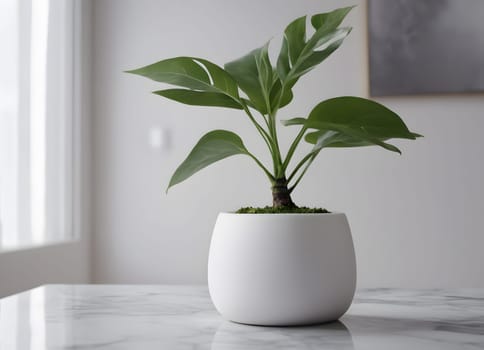 the plant is growing in a white pot.