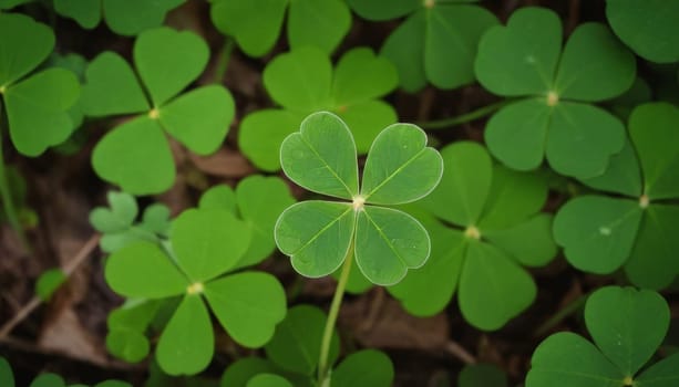 A beautiful image of a green clover leaf shining in the sun rays in a forest setting. The leaf stands out among the brown leaves and plants on the ground, creating a bokeh effect. The image conveys
