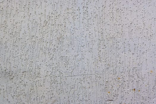 wall plastered under bark beetle 4