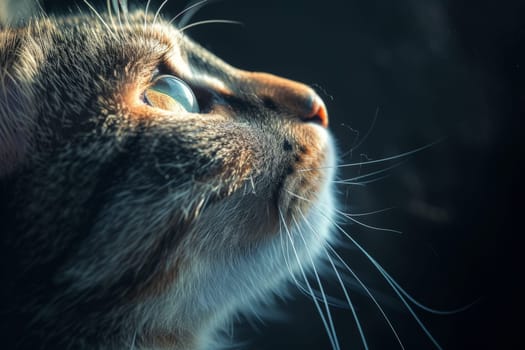 Portrait Cat horizontal wallpaper and background, Animal portrait..
