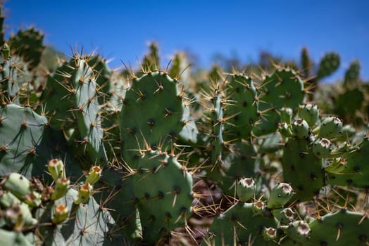 Green leaves background of prickly pear cactus or Opuntia ficus-indica with blue sky above for copy space. Indian-fig foliage. Mission cactus on a sunny day. Summer nature wallpaper