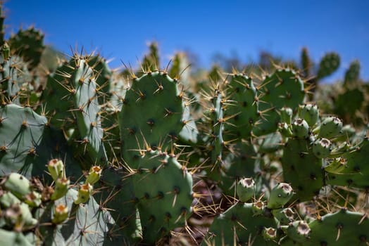 Green leaves background of prickly pear cactus or Opuntia ficus-indica with blue sky above for copy space. Indian-fig foliage. Mission cactus on a sunny day. Summer nature wallpaper