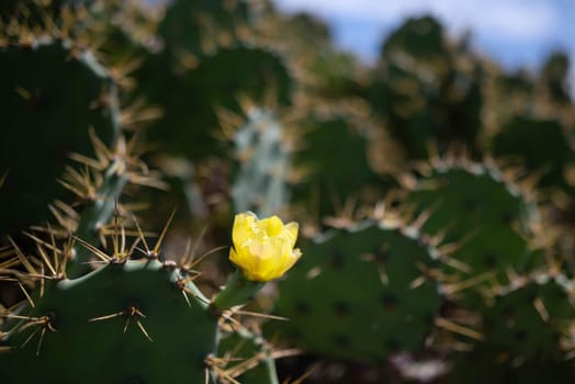 Yellow flower of prickly pear cactus or Opuntia ficus-indica on its green leaves background. Indian-fig blossom. Green cactus foliage. Mission cactus in bloom. Summer nature wallpaper