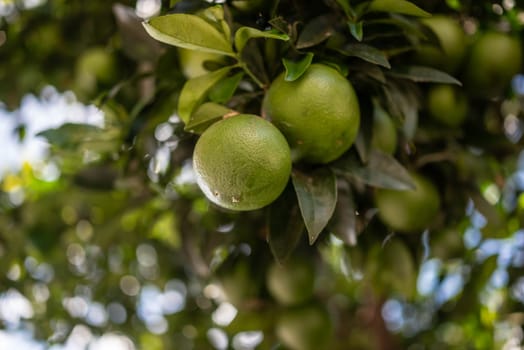 Green lemons growing on a tree. Citrus fruit on green leaves background on a sunny day. Sun glare and bokeh effect. Concept of organic food, orchard and agriculture. Lemon closeup