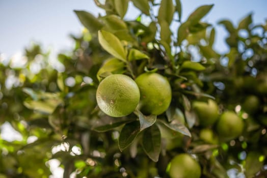 Green lemons growing on a tree. Citrus fruit on green leaves background on a sunny day. Sun glare and bokeh effect. Concept of organic food, orchard and agriculture. Lemon closeup