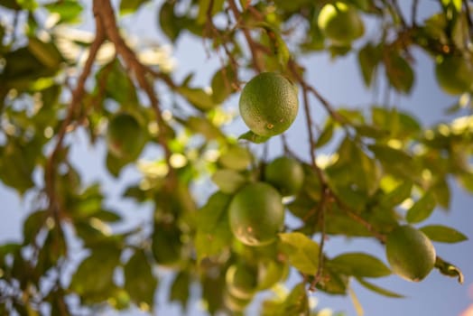 Green lemons growing on a tree. Citrus fruit on green leaves background on a sunny day. Sun glare and bokeh effect. Concept of organic food, orchard and agriculture. Lemon closeup