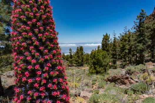 Red Flower of tajinaste rojo among Canary Island pine trees forest. Endemics to the Canary islands. Echium wildpretii, tower of jewels, red bugloss, Tenerife bugloss