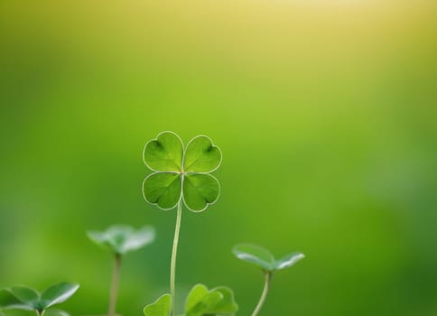 A close-up shot of fresh green clover leaves with water drops on a soft blurred background. This image symbolizes luck, nature, and growth.