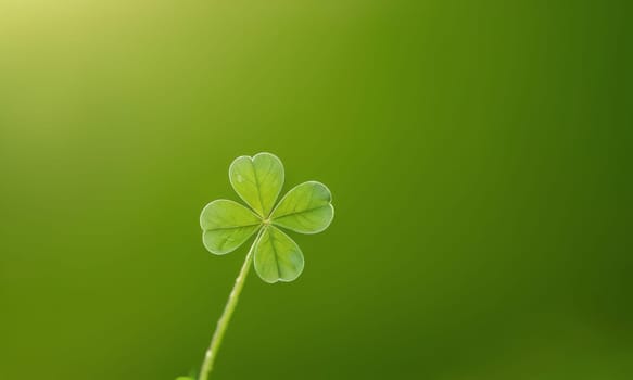 A close-up shot of fresh green clover leaves with water drops on a soft blurred background. This image symbolizes luck, nature, and growth.