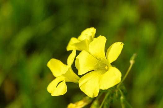yellow wildflowers on a sunny winter day