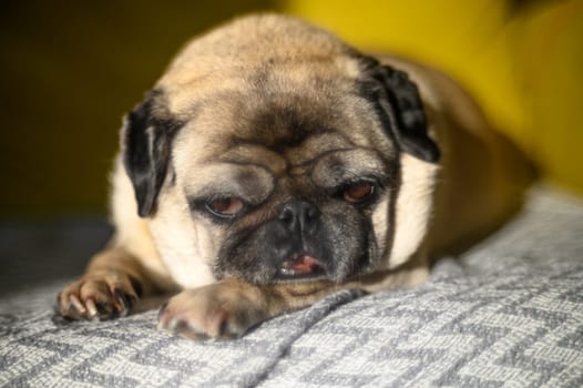 pug sleeps on the sofa in the sun