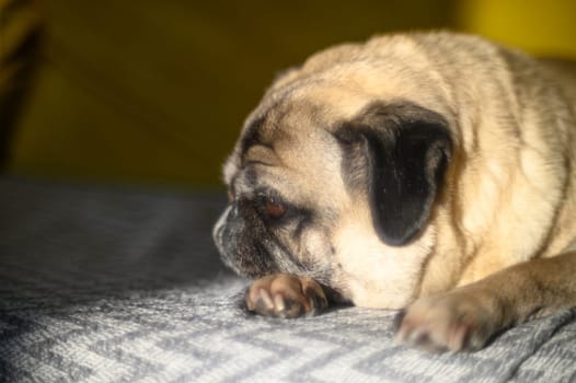 pug sleeps on the sofa in the sun 1