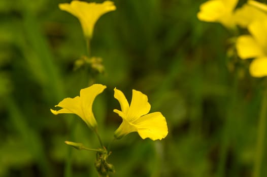 yellow wildflowers on a sunny winter day 1
