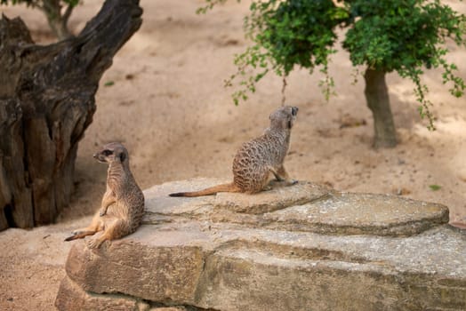 Wild Meerkats: Untamed Wonders of Nature. Savanna Tales: Adventures with Free-Spirited Meerkats. Desert Watchers: Meerkats in Their Natural Wilderness. African Odyssey: The Life and Times of Wild Meerkats. Nature's Choreography: Meerkats' Dance in the Untamed