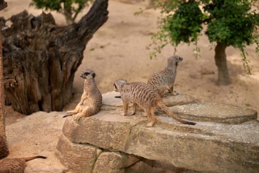 Wild Meerkats: Untamed Wonders of Nature. Savanna Tales: Adventures with Free-Spirited Meerkats. Desert Watchers: Meerkats in Their Natural Wilderness. African Odyssey: The Life and Times of Wild Meerkats. Nature's Choreography: Meerkats' Dance in the Untamed